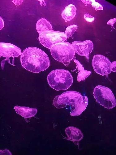 深圳嘉禾影院 | 最新排片表、优惠购票及影厅实景体验指南